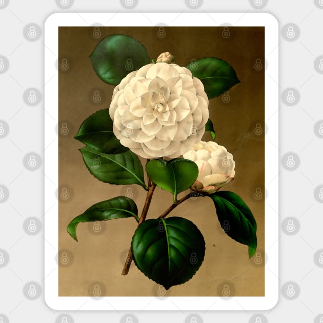 White flower on a brown background. Sticker by Marccelus